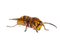 Murder Hornet PNG Pic