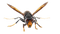 Murder Hornet PNG Picture