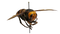 Murder Hornet PNG Transparent HD Photo