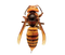 Murder Hornet Transparent