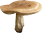 Mushroom Free PNG Image