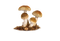 Mushroom PNG Image