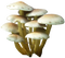 Mushroom PNG