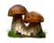 Mushroom Transparent