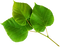 Nature PNG Image