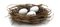 Nest PNG HD