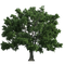 Oak PNG Clipart