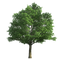 Oak PNG File