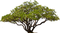 Oak PNG Free Image