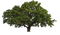 Oak PNG High Quality Image