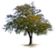 Oak PNG Image File