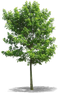 Oak PNG Image HD