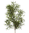 Oak PNG Images