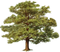 Oak PNG Transparent HD Photo