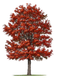 Oak PNG