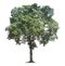 Oak Transparent