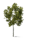 Oak Tree PNG Clipart