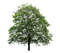 Oak Tree PNG Download Image