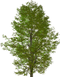 Oak Tree PNG Free Download