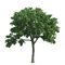 Oak Tree PNG Free Image