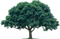 Oak Tree PNG Image