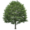 Oak Tree PNG Pic