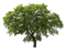 Oak Tree PNG Picture