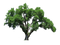 Oak Tree PNG