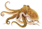 Octopus Free Download PNG