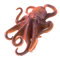 Octopus Free PNG Image