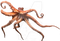 Octopus PNG Picture