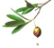 Olive PNG HD Image