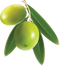 Olive PNG Image File