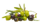 Olive PNG Image HD