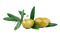 Olive PNG Image