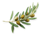 Olive PNG Photo