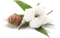 Organic Cotton PNG Picture