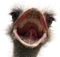 Ostrich Free Download PNG