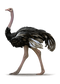 Ostrich Free PNG Image