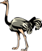 Ostrich PNG Clipart