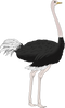 Ostrich PNG HD