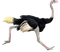 Ostrich PNG Pic