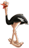 Ostrich PNG Picture