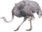 Ostrich PNG