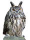 Owl Download PNG