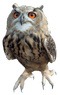 Owl Free Download PNG