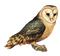 Owl High-Quality PNG