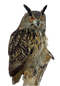 Owl PNG Clipart