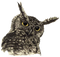 Owl PNG File