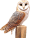 Owl PNG Free Image